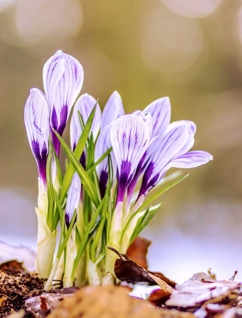 Closeup of a clue of purple and white crocuses coming up in a clump of leaves with snow in the background