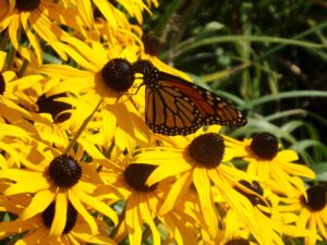 Bright yellow flowers with brown centers and an orange and black Monarch butterfly against background of green grass